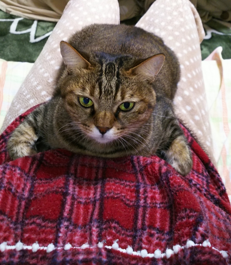 f:id:akihuooblog:20171115181548j:plain f:id:akihuooblog:20171115181548j:plain