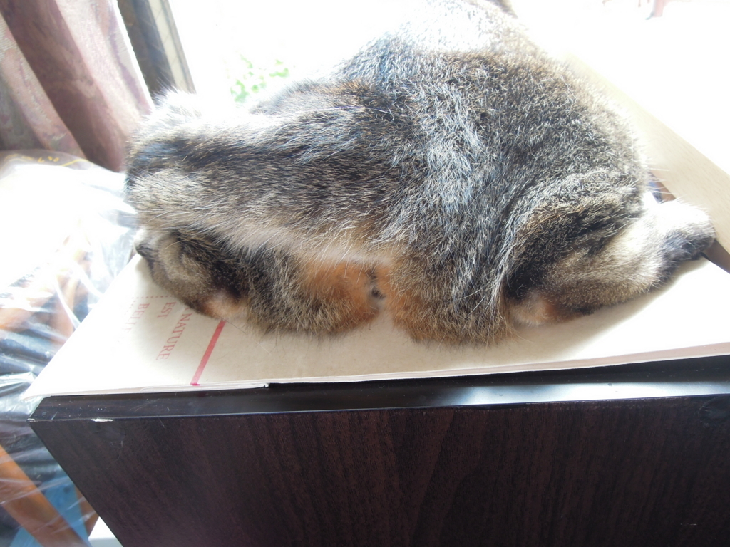 f:id:akihuooblog:20171122120240j:plain f:id:akihuooblog:20171122120240j:plain