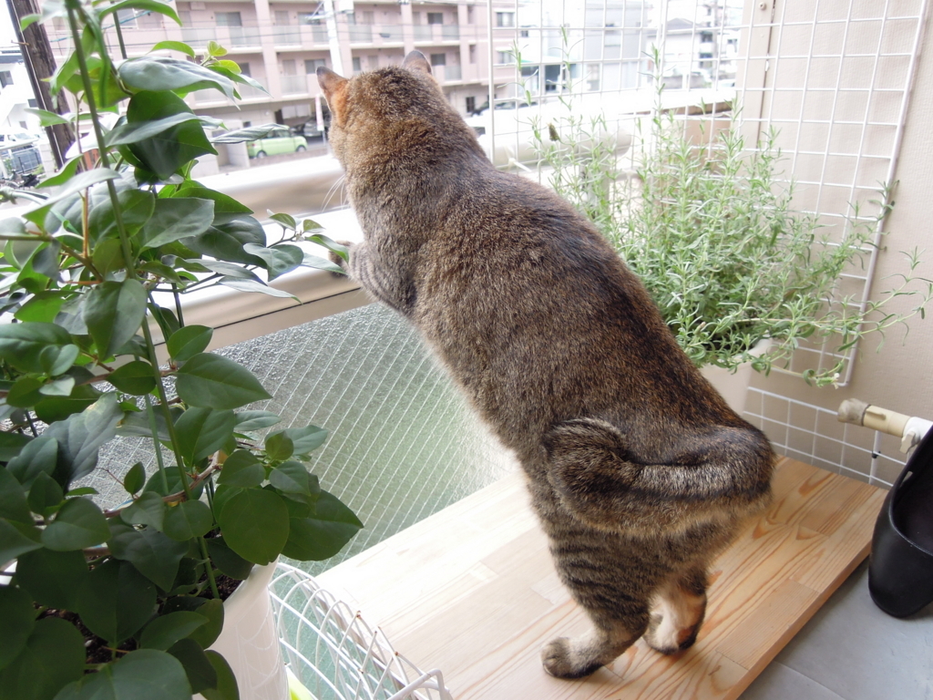 f:id:akihuooblog:20171227174809j:plain f:id:akihuooblog:20171227174809j:plain