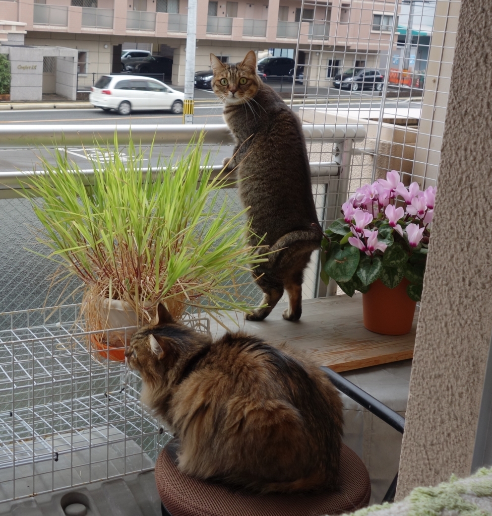 f:id:akihuooblog:20180104230119j:plain f:id:akihuooblog:20180104230119j:plain