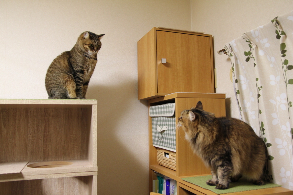 f:id:akihuooblog:20180116140705j:plain f:id:akihuooblog:20180116140705j:plain