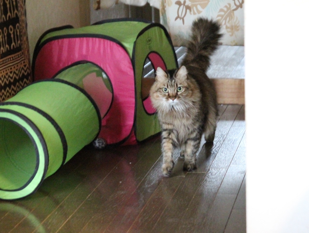 f:id:akihuooblog:20180116140820j:plain f:id:akihuooblog:20180116140820j:plain