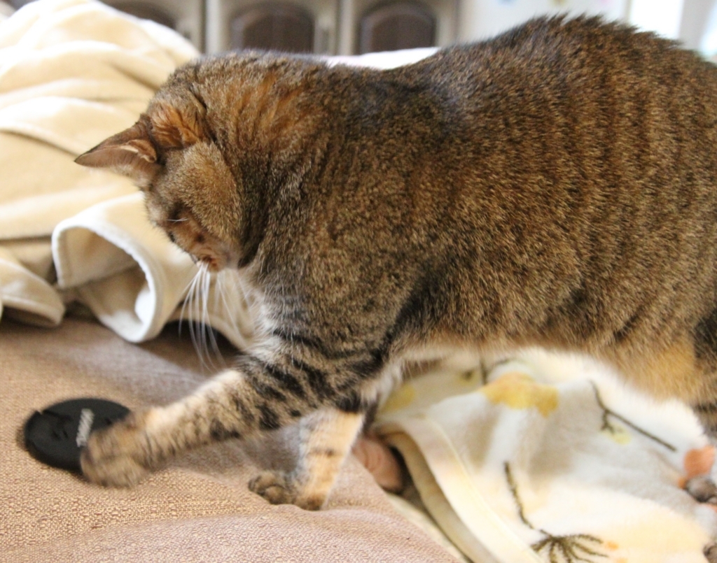 f:id:akihuooblog:20180116141258j:plain f:id:akihuooblog:20180116141258j:plain