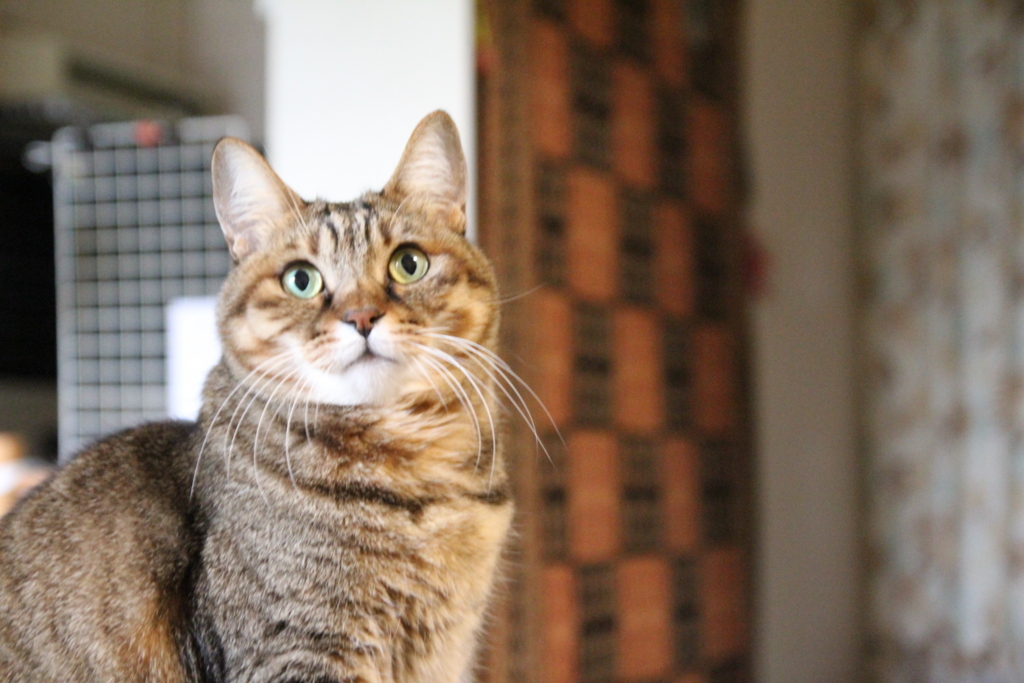 f:id:akihuooblog:20180116141525j:plain f:id:akihuooblog:20180116141525j:plain