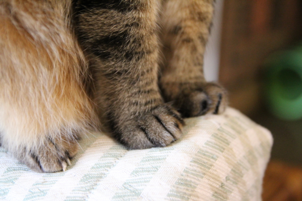 f:id:akihuooblog:20180116141634j:plain f:id:akihuooblog:20180116141634j:plain