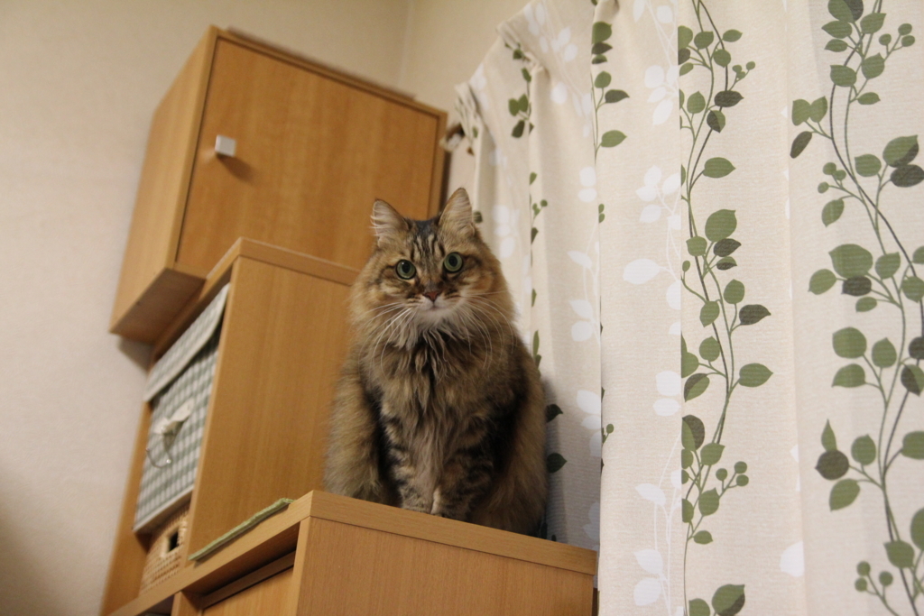 f:id:akihuooblog:20180116141749j:plain f:id:akihuooblog:20180116141749j:plain