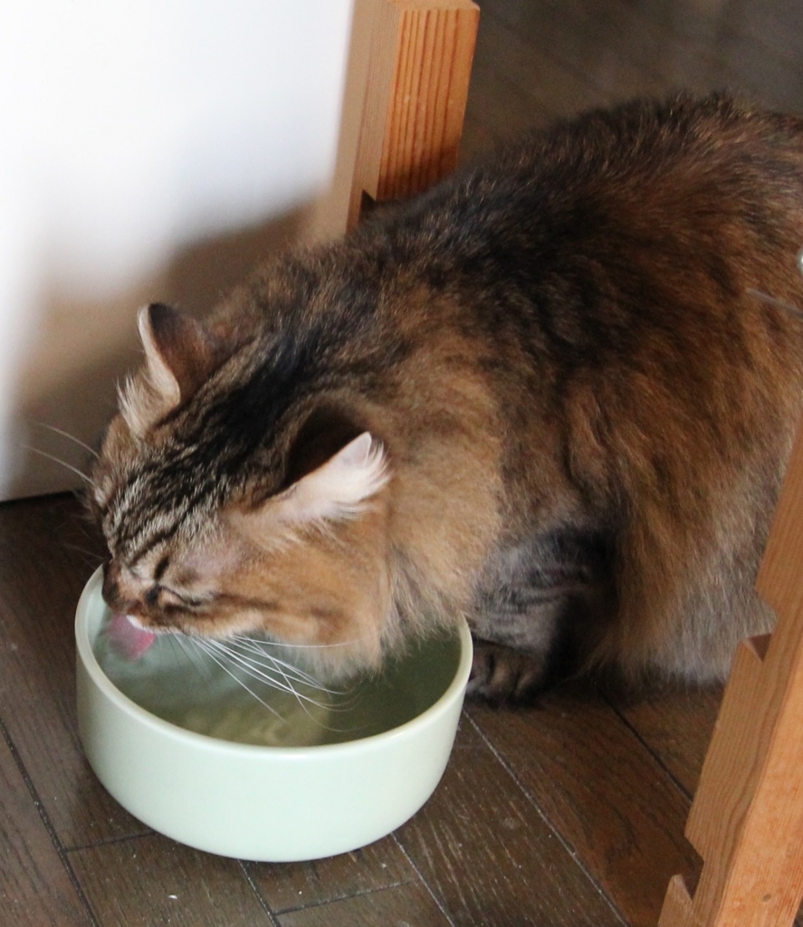 f:id:akihuooblog:20180116162007j:plain f:id:akihuooblog:20180116162007j:plain