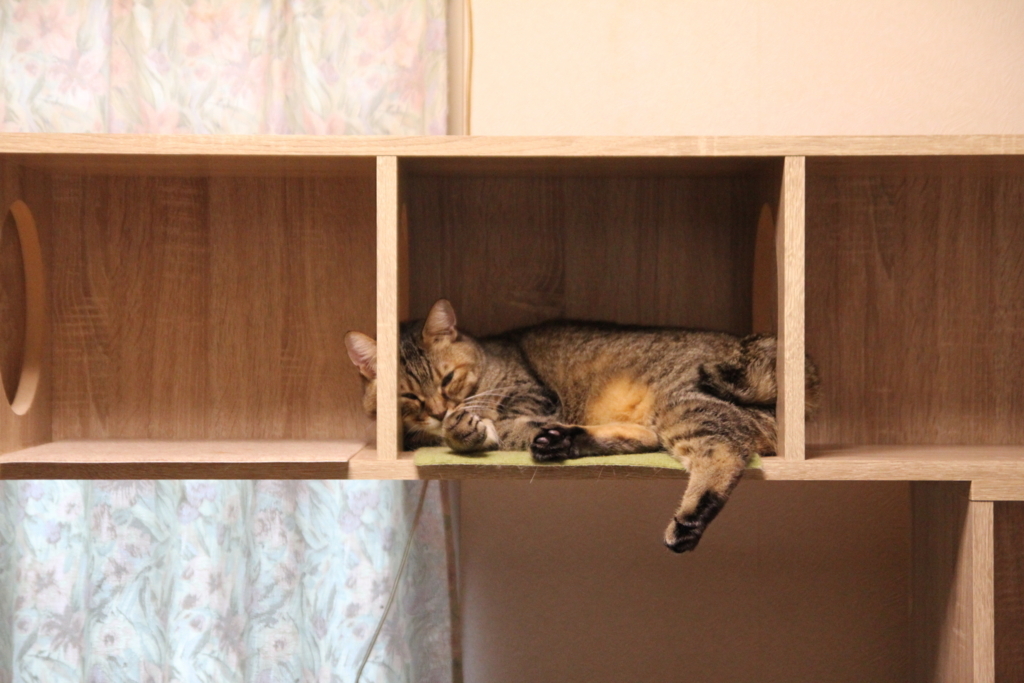 f:id:akihuooblog:20180116163154j:plain f:id:akihuooblog:20180116163154j:plain