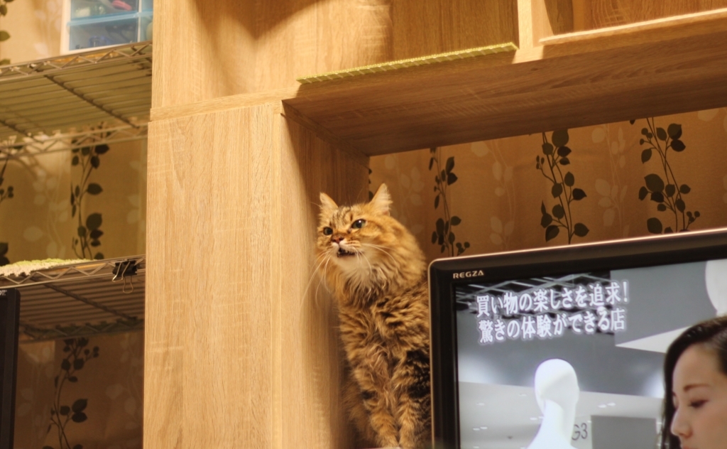 f:id:akihuooblog:20180116163916j:plain f:id:akihuooblog:20180116163916j:plain