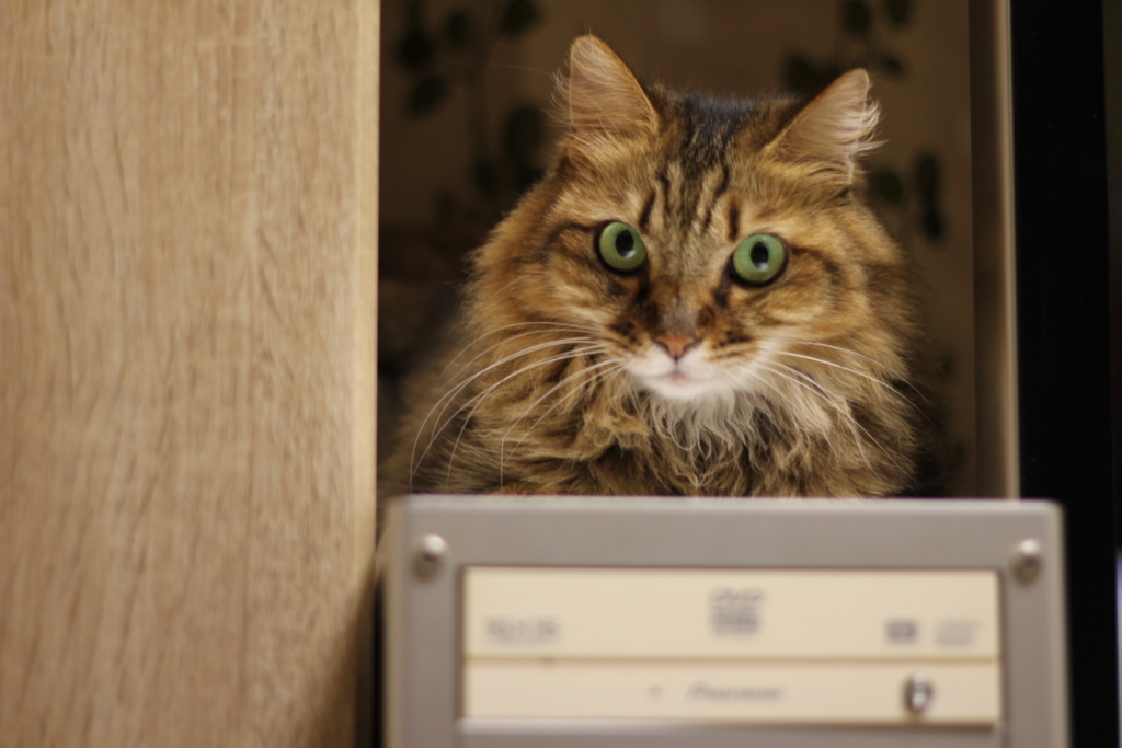 f:id:akihuooblog:20180116170641j:plain f:id:akihuooblog:20180116170641j:plain