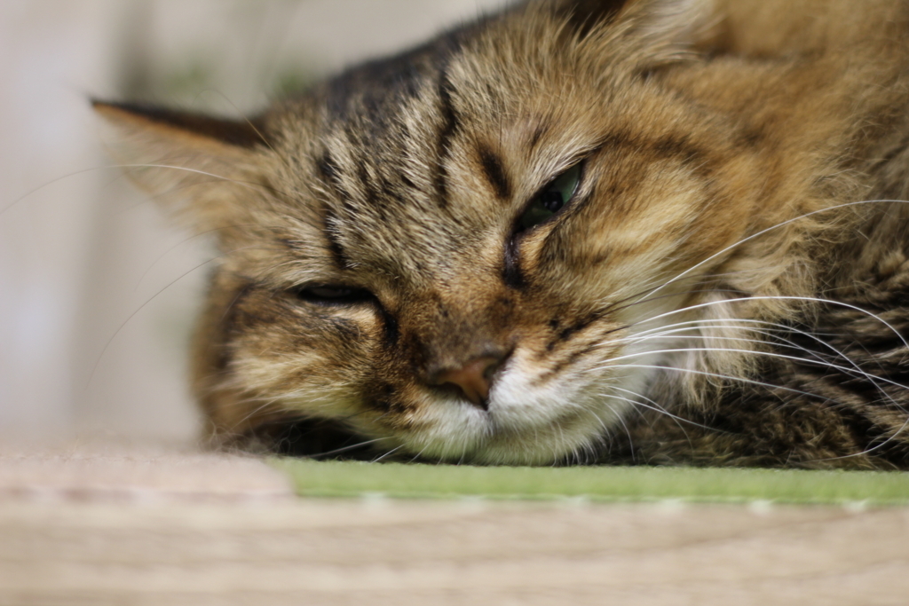 f:id:akihuooblog:20180116170704j:plain f:id:akihuooblog:20180116170704j:plain