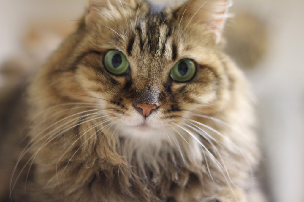 f:id:akihuooblog:20180116171035j:plain f:id:akihuooblog:20180116171035j:plain