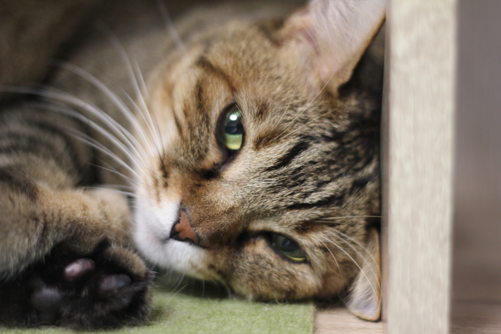 f:id:akihuooblog:20180116171412j:plain f:id:akihuooblog:20180116171412j:plain