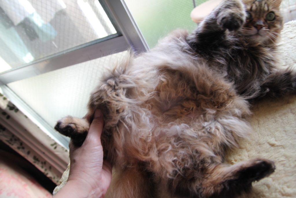 f:id:akihuooblog:20180116171950j:plain f:id:akihuooblog:20180116171950j:plain