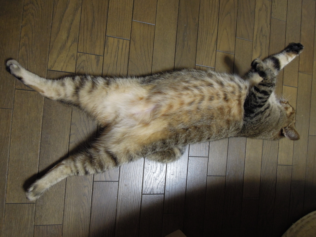 f:id:akihuooblog:20180116172523j:plain f:id:akihuooblog:20180116172523j:plain