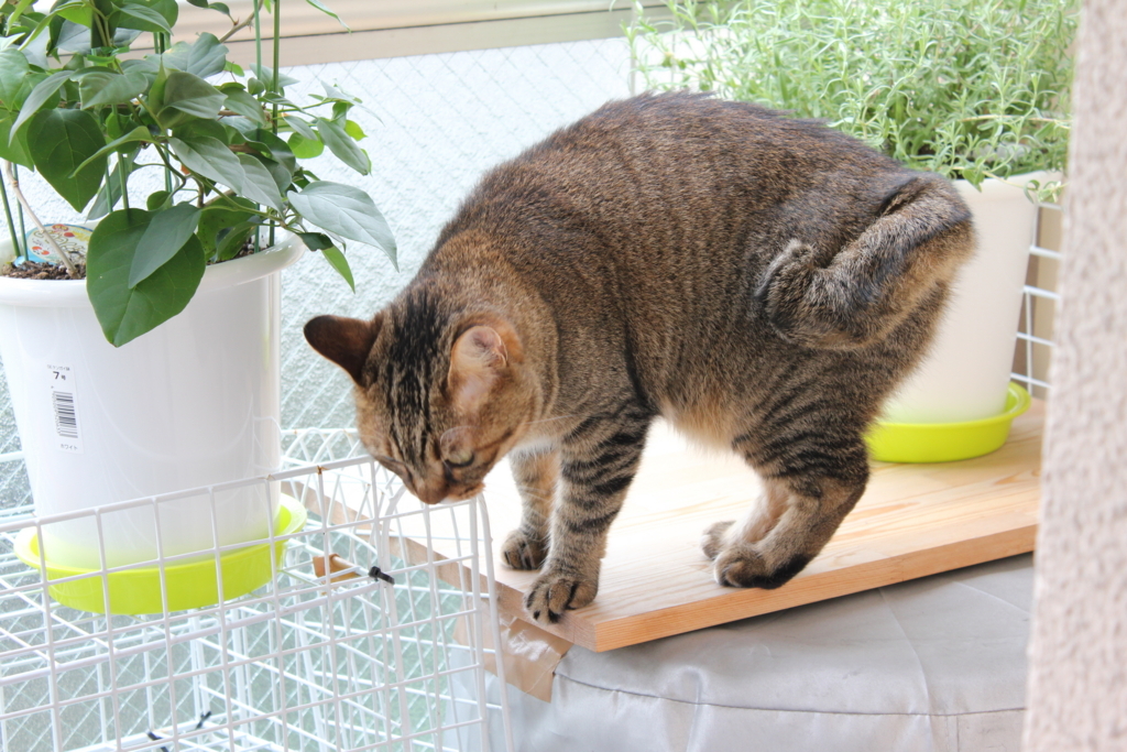 f:id:akihuooblog:20180116173631j:plain f:id:akihuooblog:20180116173631j:plain