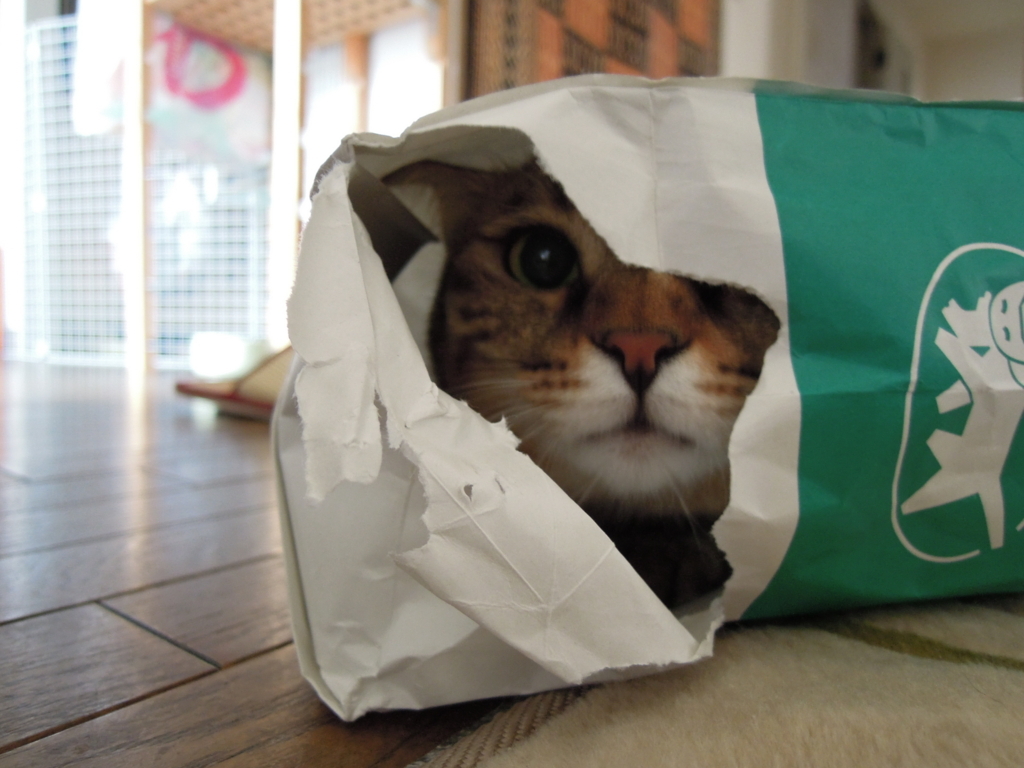 f:id:akihuooblog:20180122234404j:plain f:id:akihuooblog:20180122234404j:plain