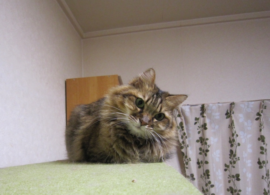 f:id:akihuooblog:20180127225103j:plain f:id:akihuooblog:20180127225103j:plain