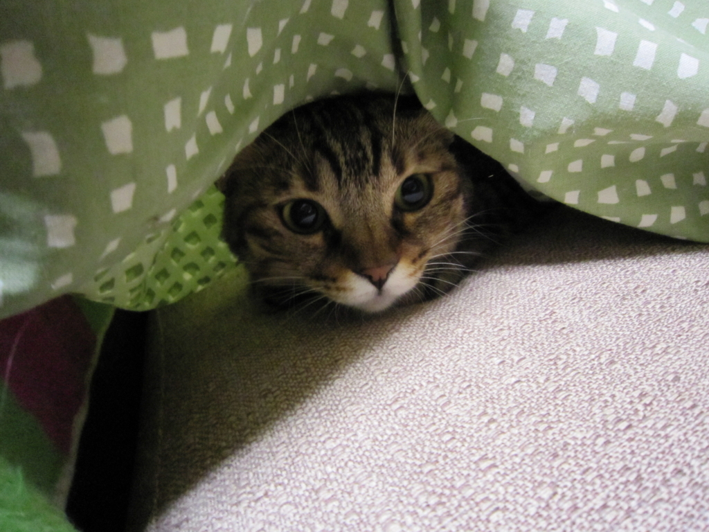 f:id:akihuooblog:20180202001030j:plain f:id:akihuooblog:20180202001030j:plain