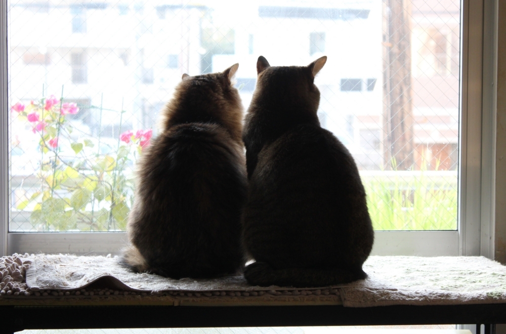 f:id:akihuooblog:20180301134402j:plain f:id:akihuooblog:20180301134402j:plain