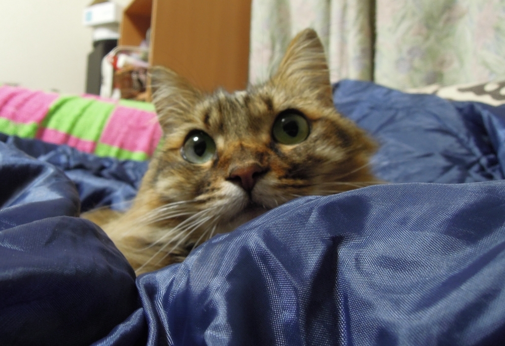 f:id:akihuooblog:20180306155654j:plain f:id:akihuooblog:20180306155654j:plain