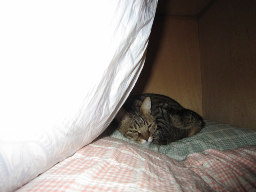 f:id:akihuooblog:20180308171013j:plain f:id:akihuooblog:20180308171013j:plain