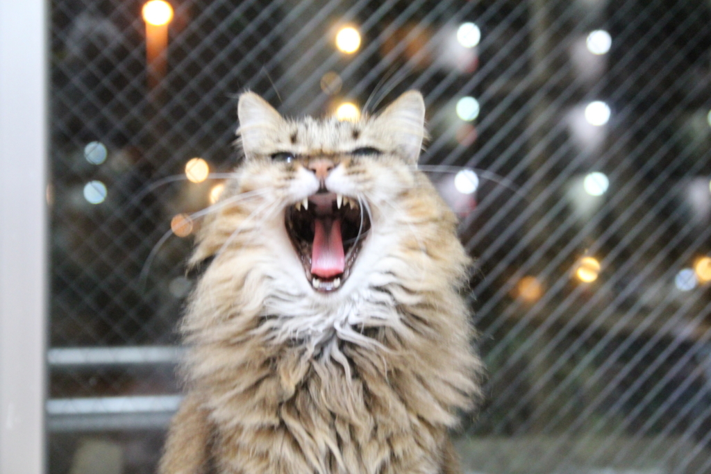 f:id:akihuooblog:20180308172255j:plain f:id:akihuooblog:20180308172255j:plain