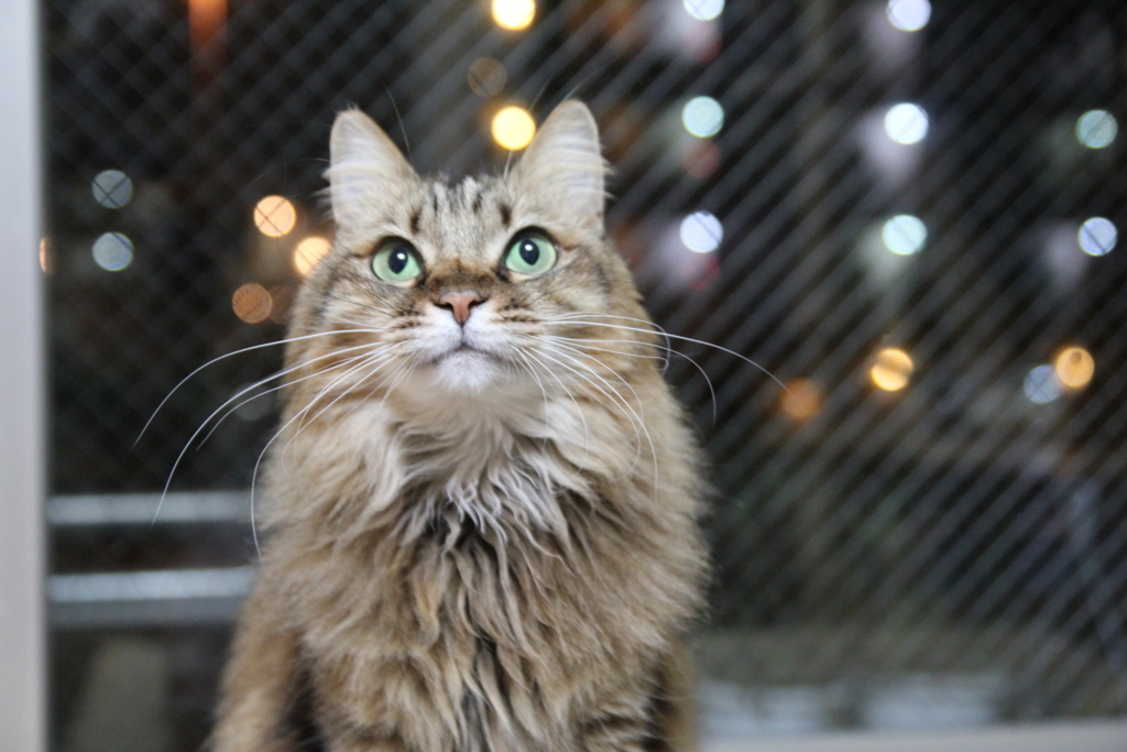 f:id:akihuooblog:20180308172316j:plain f:id:akihuooblog:20180308172316j:plain