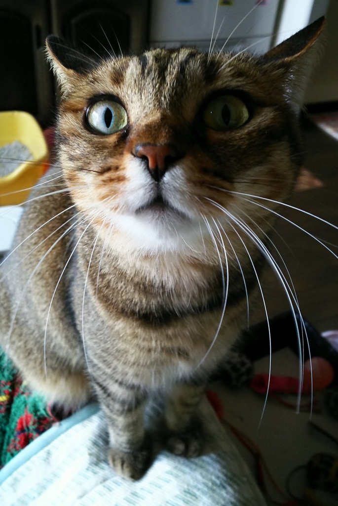 f:id:akihuooblog:20180308172457j:plain f:id:akihuooblog:20180308172457j:plain