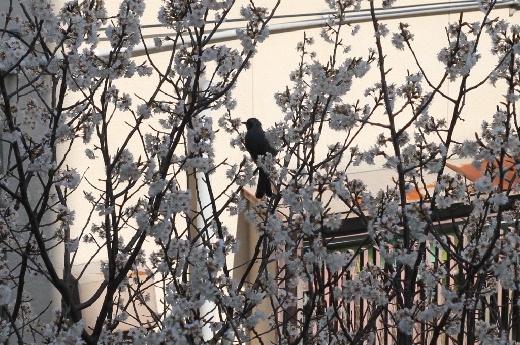 f:id:akihuooblog:20180315162638j:plain f:id:akihuooblog:20180315162638j:plain