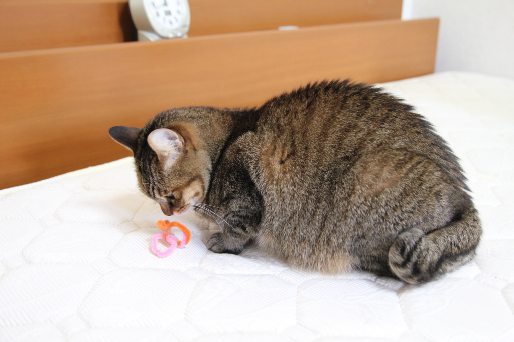 f:id:akihuooblog:20180320225927j:plain f:id:akihuooblog:20180320225927j:plain