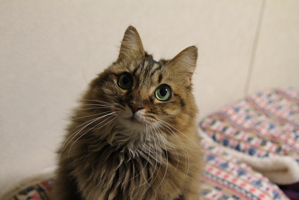 f:id:akihuooblog:20180323005129j:plain f:id:akihuooblog:20180323005129j:plain