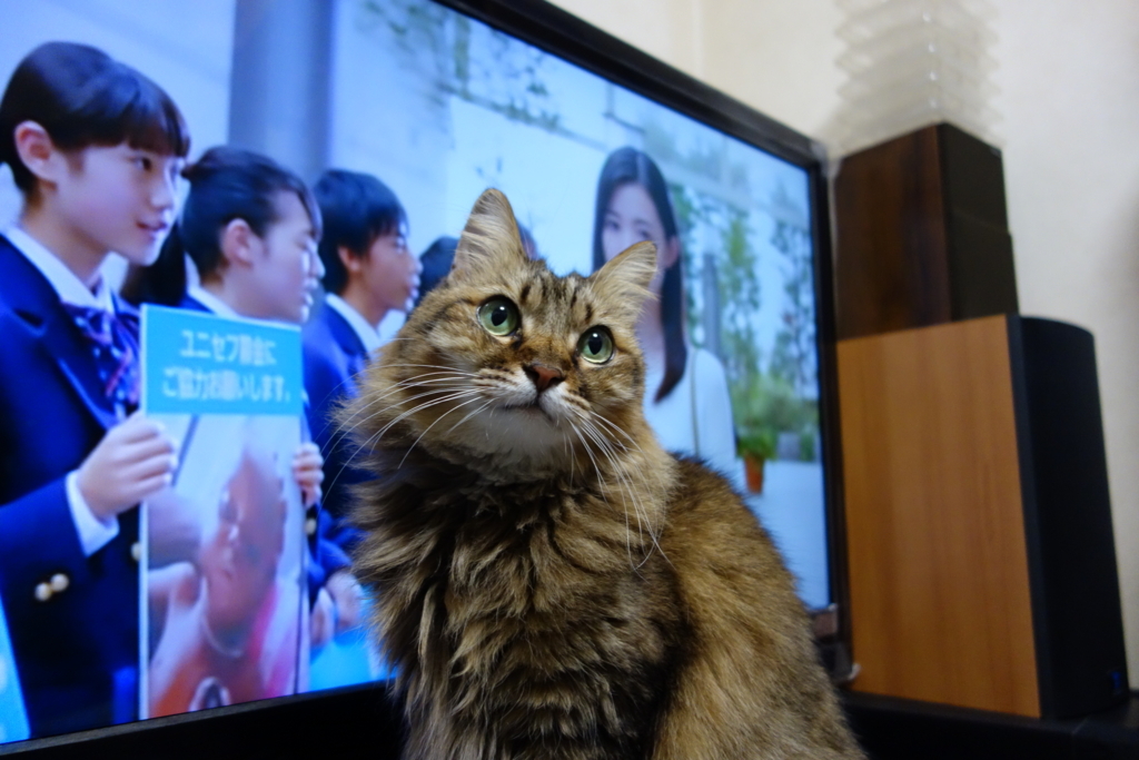 f:id:akihuooblog:20180328145432j:plain f:id:akihuooblog:20180328145432j:plain