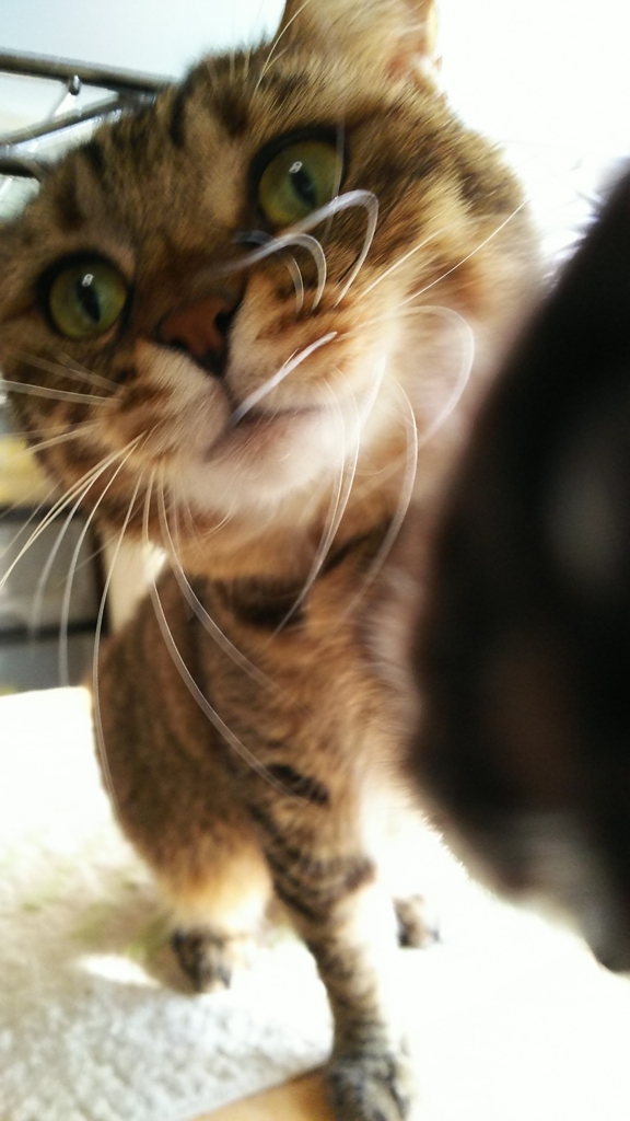 f:id:akihuooblog:20180328151214j:plain f:id:akihuooblog:20180328151214j:plain