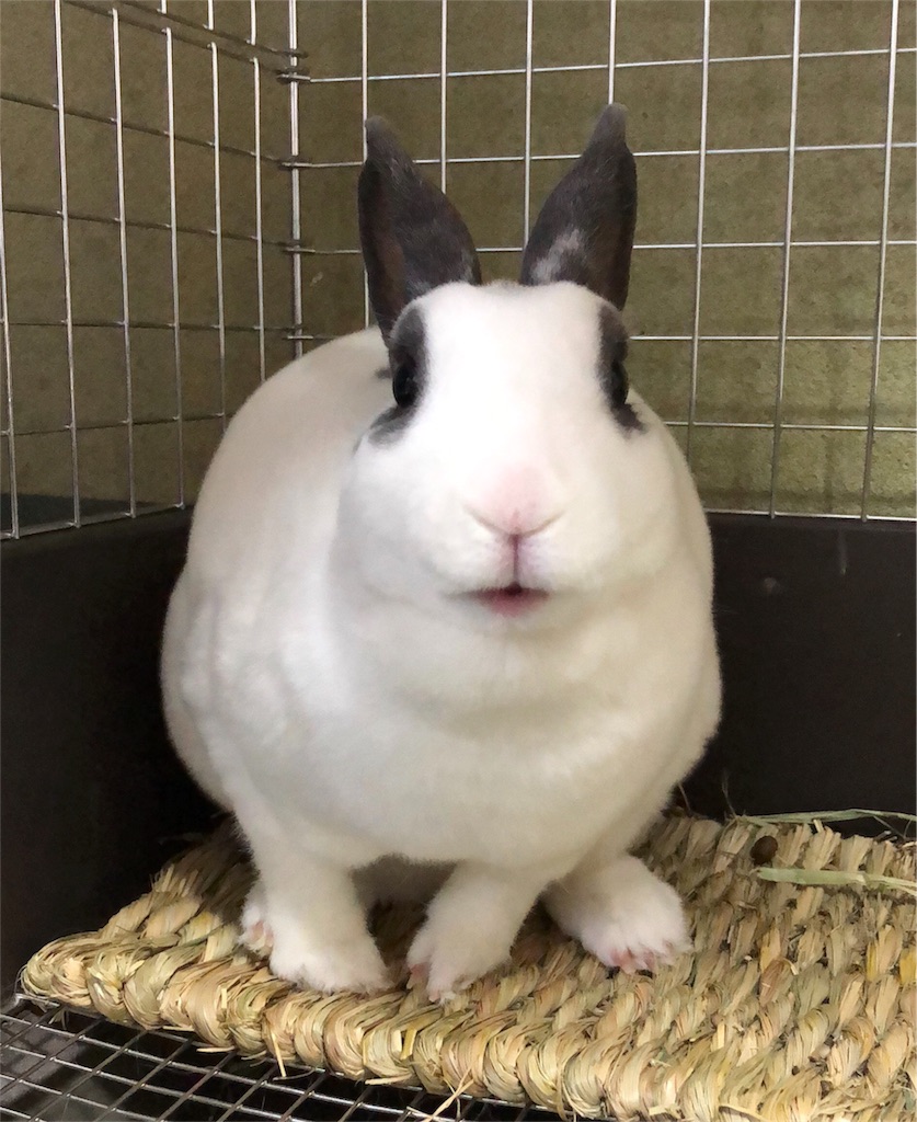 f:id:akihuooblog:20180412154428j:plain f:id:akihuooblog:20180412154428j:plain
