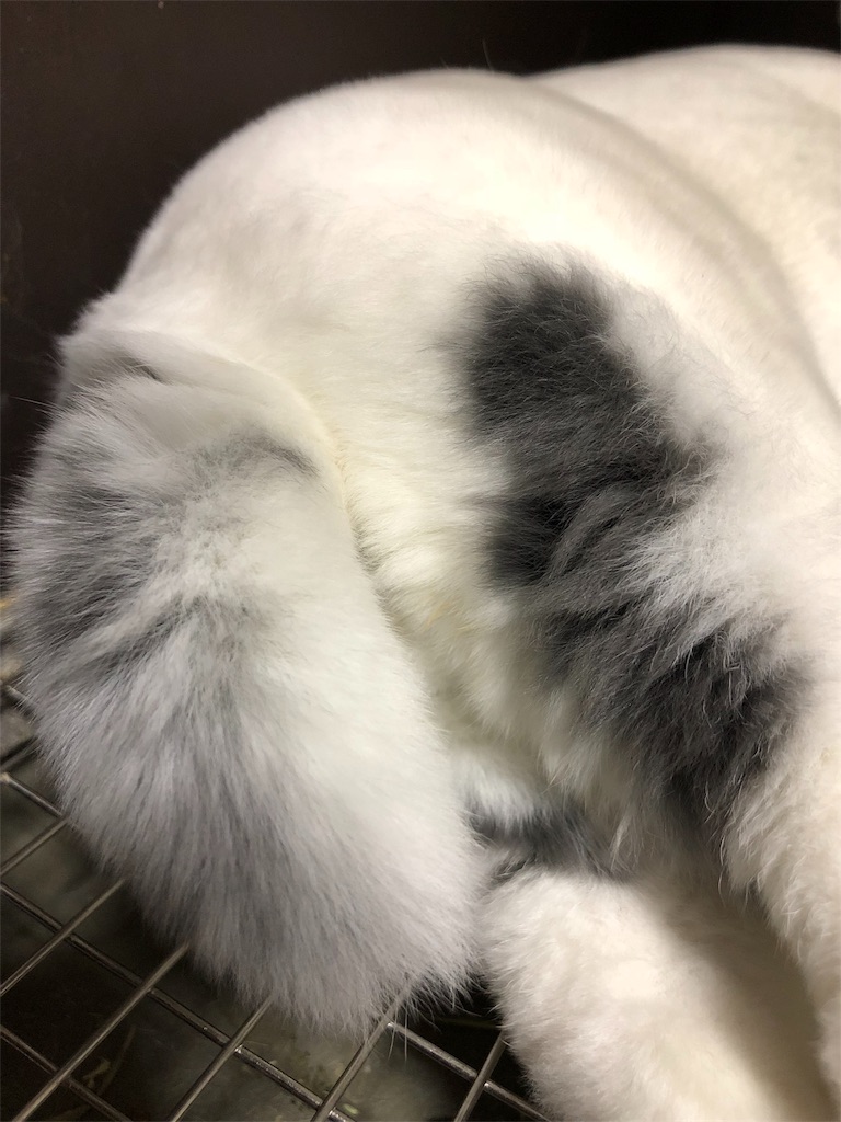f:id:akihuooblog:20180412162336j:plain f:id:akihuooblog:20180412162336j:plain