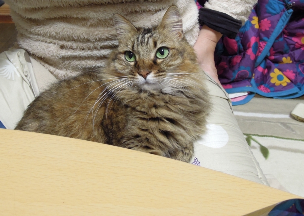 f:id:akihuooblog:20180418165448j:plain