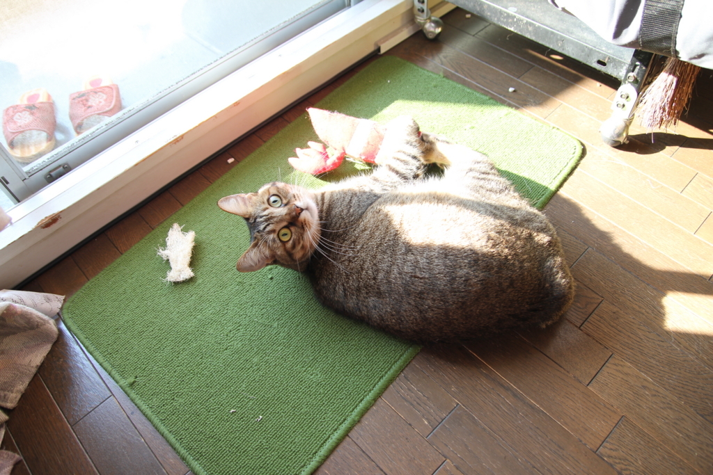f:id:akihuooblog:20180420235046j:plain f:id:akihuooblog:20180420235046j:plain