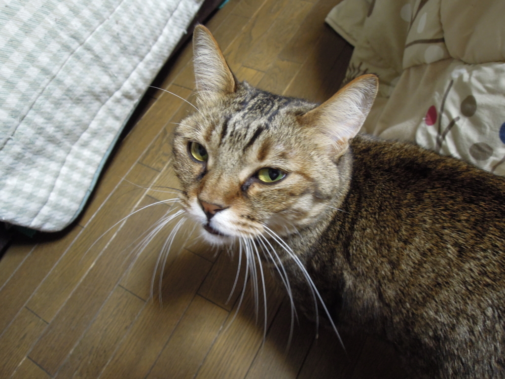 f:id:akihuooblog:20180501153211j:plain f:id:akihuooblog:20180501153211j:plain