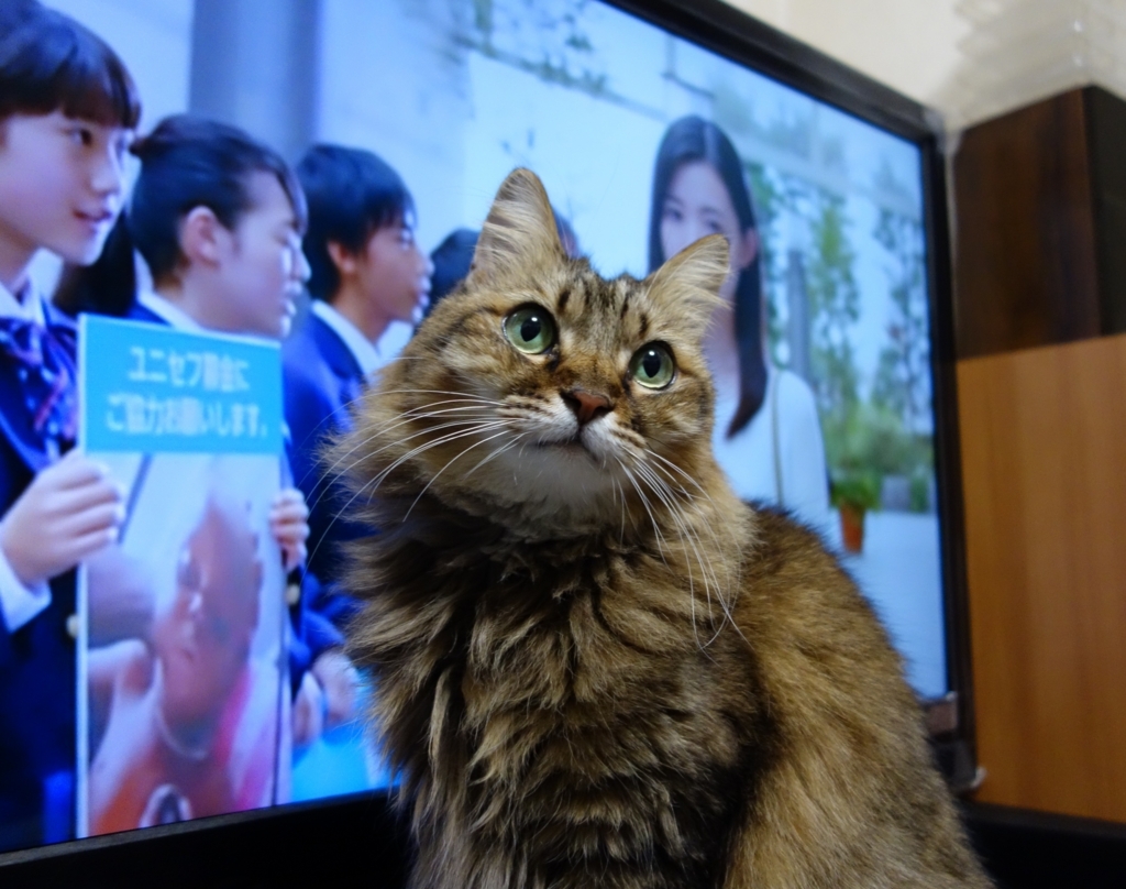 f:id:akihuooblog:20180531155351j:plain f:id:akihuooblog:20180531155351j:plain