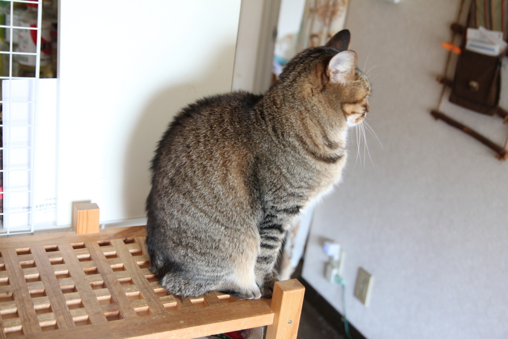 f:id:akihuooblog:20180606214416j:plain f:id:akihuooblog:20180606214416j:plain
