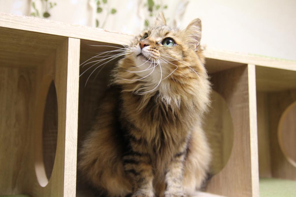 f:id:akihuooblog:20180613163729j:plain