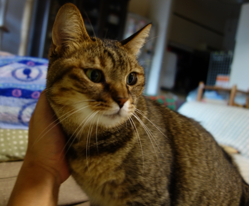 f:id:akihuooblog:20180627145013j:plain