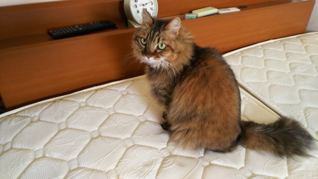 f:id:akihuooblog:20180704173850j:plain f:id:akihuooblog:20180704173850j:plain
