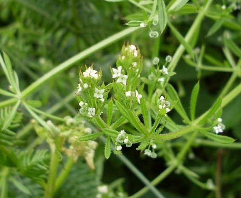 f:id:akikamishiro:20210123231643j:plain