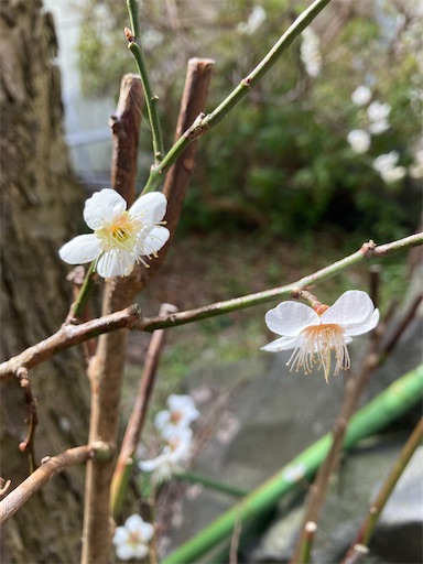 f:id:akiko-u:20210320201643j:image