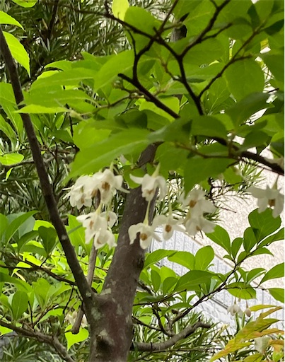 f:id:akiko-u:20210521182219j:image