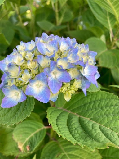 f:id:akiko-u:20210530180355j:image