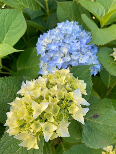 f:id:akiko-u:20210530180401j:image