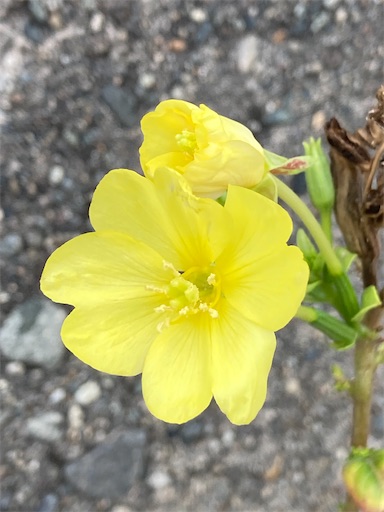 f:id:akiko-u:20211011142855j:image